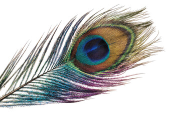 Close-up of a vibrant peacock feather