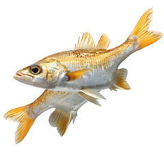 Naklejka premium Realistic goldfish with detailed body scales high resolution picture