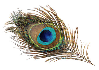 Obraz premium Close-up of a peacock feather, displaying vibrant colors and intricate structure