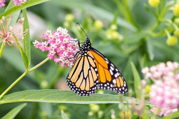 A buttlefly in the garden