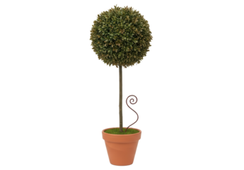Topiary tree in terracotta pot isolated PNG with Transparent Background