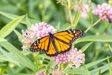 A buttlefly in the garden