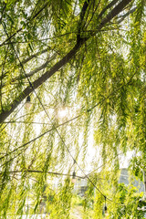 Hanging leaves with backlighting from a bright sun create a warm and serene atmosphere, reminiscent of a beautiful afternoon in Japan