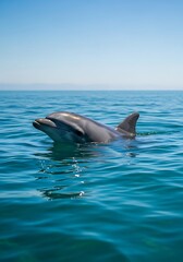 Naklejka premium Dolphin in ocean