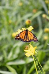 A buttlefly in the garden