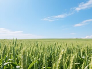 Green wheat field on sunny day. Natural background. Harvest concept