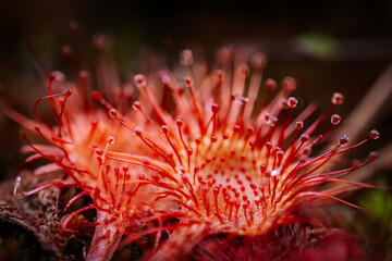 Close-up view of a bright red sundew (Drosera) plant, showcasing its sticky, gland-tipped tentacles...
