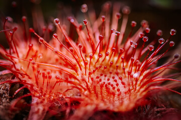 Close-up view of a bright red sundew (Drosera) plant, showcasing its sticky, gland-tipped tentacles used for trapping insects. High detail and vivid color.