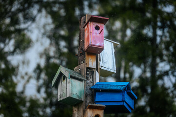 A collection of multicolored birdhouses attached to a central pole stands against a forest backdrop with soft natural lighting and subtle rain droplets visible.
