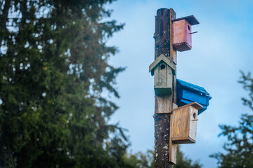A collection of multicolored birdhouses attached to a central pole stands against a forest backdrop with soft natural lighting and subtle rain droplets visible.