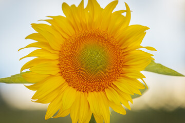 Fototapeta premium Extreme close-up of a bright sunflower showing intricate details of the seed pattern and yellow petals, set against a soft blue sky background.