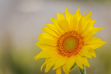 Extreme close-up of a bright sunflower showing intricate details of the seed pattern and yellow petals, set against a soft blue sky background.