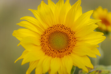 Extreme close-up of a bright sunflower showing intricate details of the seed pattern and yellow petals, set against a soft blue sky background.