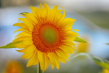 Fototapeta premium Extreme close-up of a bright sunflower showing intricate details of the seed pattern and yellow petals, set against a soft blue sky background.
