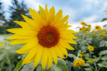 A vibrant yellow sunflower stands prominently in the foreground of a field, with a dramatic cloudy sky in the background and soft light highlighting the petals.