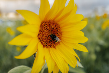 Close-up of a bright yellow sunflower with a bumblebee collecting pollen at its center, set against a softly blurred background of green and yellow hues.