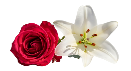 A solitary white rose with a single red petal rests beautifully on a white background, symbolizing pure romance and love