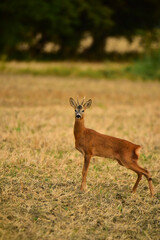 roebuck in nature at early morning