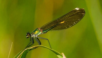 Emerald Damselfly Perched on Blade of Grass, Detailed Closeup