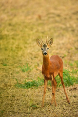 roebuck in nature at early morning