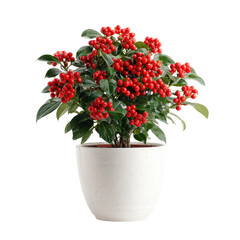 Red berries in white pot on transparent background