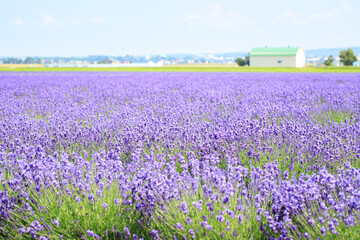 Obraz premium Close-up of Blooming Lavender Field in Summer, Furano, Hokkaido, Japan