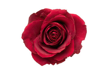 Naklejka premium Close-up of a deep crimson rose, vibrant petals, centered on a black background