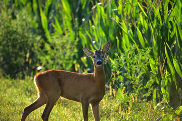roebuck in nature at early morning