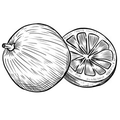 Obraz premium Orange fruit vector line art hand drawn illustration 