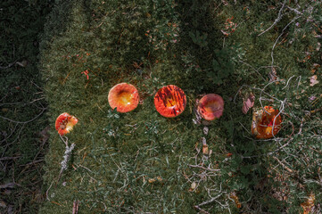 Fototapety na wymiar - Fototapeta24.pl