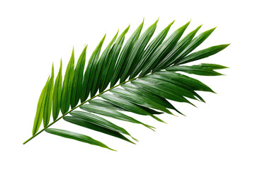 Fototapeta premium Close-up of a vibrant palm frond against a black background. Sharp, defined leaf segments radiate outward