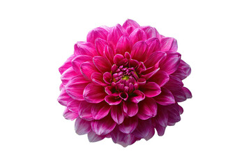 Vibrant pink dahlia close-up