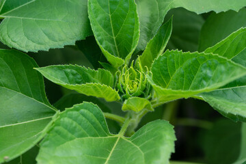small sunflower It is a plant native to South America.