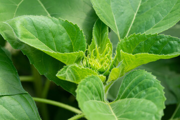 small sunflower It is a plant native to South America.