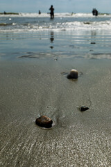 People Walking Along Seaside Shore With Shallow Waves