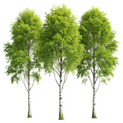 3d birch trees with lush green foliage isolated on transparent background