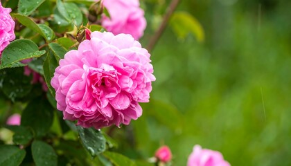 Lush pink roses, adorned with dewdrops, bloom in a vibrant garden setting.