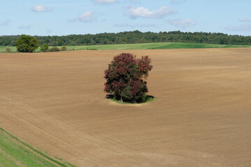 A vibrant tree stands alone in a large, brown field under a clear blue sky.