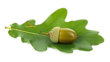A single acorn rests on a vibrant green oak leaf against a plain white background.
