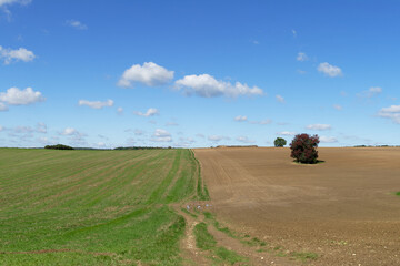Fototapeta premium A picturesque view of a split field under a clear blue sky, with a solitary tree in the distance.