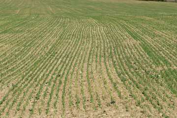 Green crops grow in neat rows across a vast agricultural field, ready for harvest.