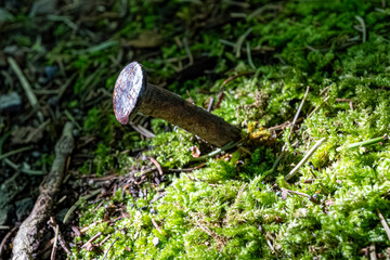 Eisennagel im Waldboden im Moos, Iron nail in the forest floor in the moss