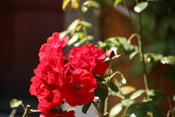 Rote Rosen in der Sonne