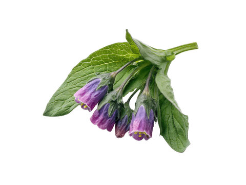 Purple bell shaped comfrey flowers with green leaves isolated on black background bloom blossom, Isolated, Png Transparent Background