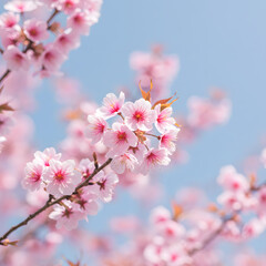 Fototapeta premium Cherry Blossom Beauty: Delicate cherry blossoms burst forth against a clear, cerulean sky, celebrating the arrival of spring and embodying renewal.
