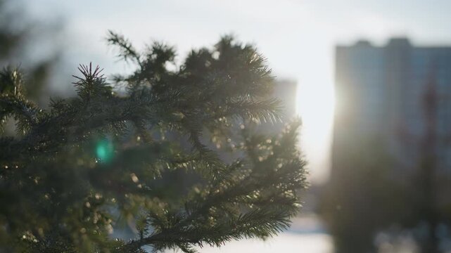 Close up of pine tree branch with sharp green needles in focus, glowing winter sun shining in background with soft green flare, distant buildings blurred under bright cold sky