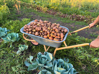  Harvest potatoes on the farm. Environmentally friendly and natural product. Selective focus.