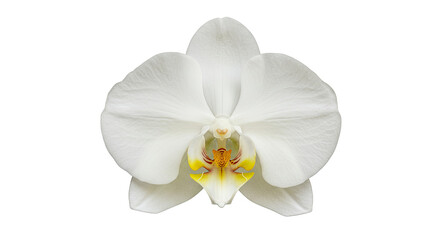 Fototapeta premium white orchid flower