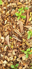Fresh Green Seedlings Growing Among Dry Fallen Leaves on Forest Ground