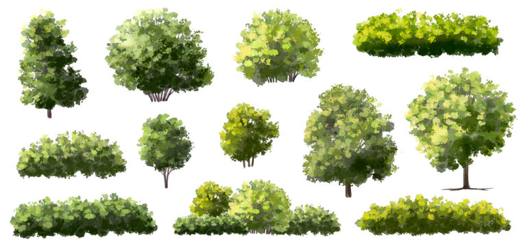  Vector watercolor green  tree or forest side view isolated on white background for landscape and architecture drawing,elements for environment or and garden,Shrub for section